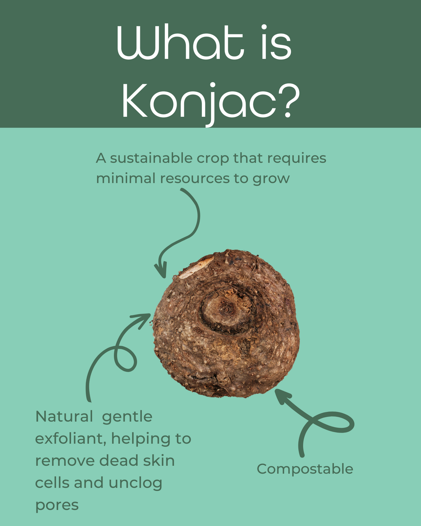 Konjac Facial Sponge